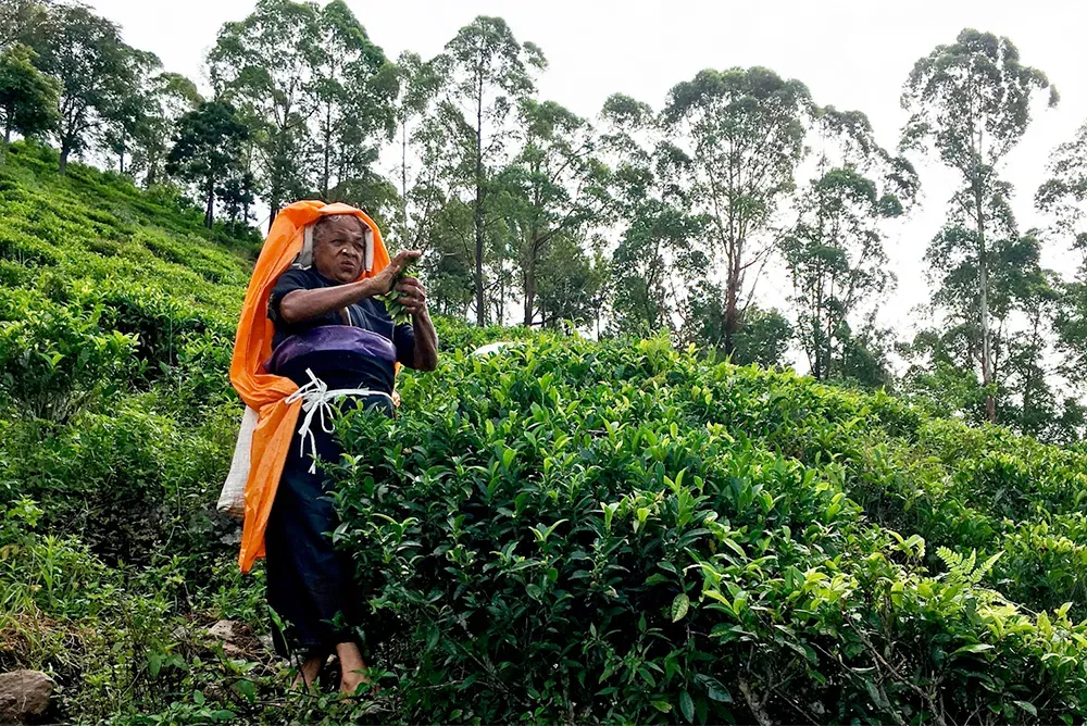 Parvati, sri lanka